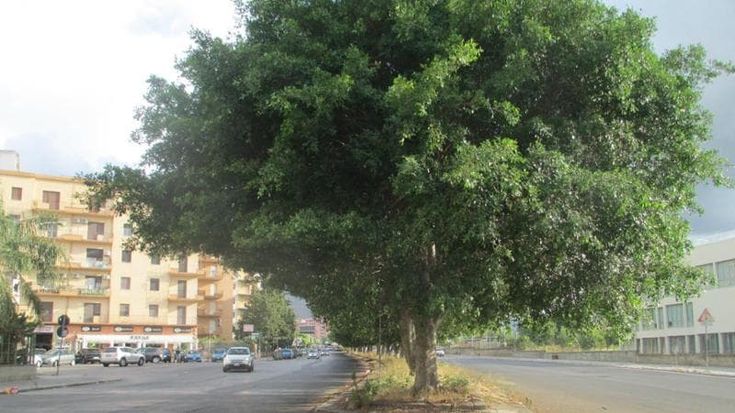 Il tram in via Basile eliminerà 200 ficus: “Ma quegli alberi trattengono il gas”