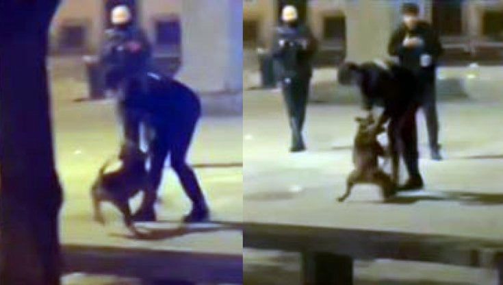 Cosa c'entra la ministra Lamorgese con il pitbull e le aggressioni alle Colonne di San Lorenzo?