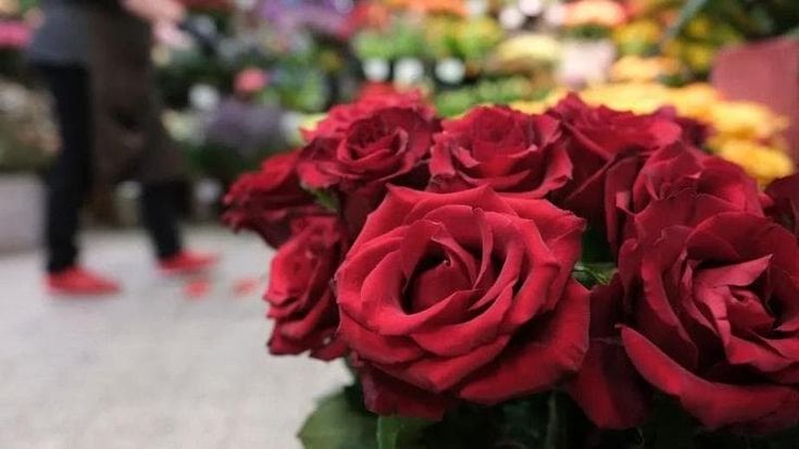 Il lungo viaggio delle rose rosse. Da dove viene e quanto costa il fiore simbolo di San Valentino