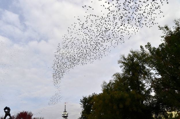 Milano, la danza degli storni in volo sul giardino Bompiani