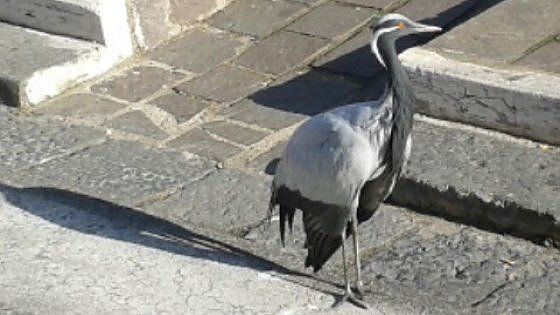 Quella damigella sconosciuta di Chiaia