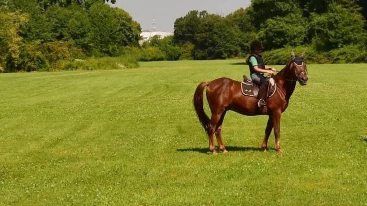 Istruttore di equitazione arrestato per abusi sulle allieve: “Battute volgari e palpeggiamenti”