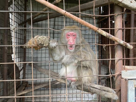 Finisce la “prigionia” di Lalla: macaco giapponese sequestrato nel Salernitano
