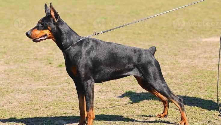 Dal Bulldog al Doberman: a Parma parte il corso per il patentino cane speciale 