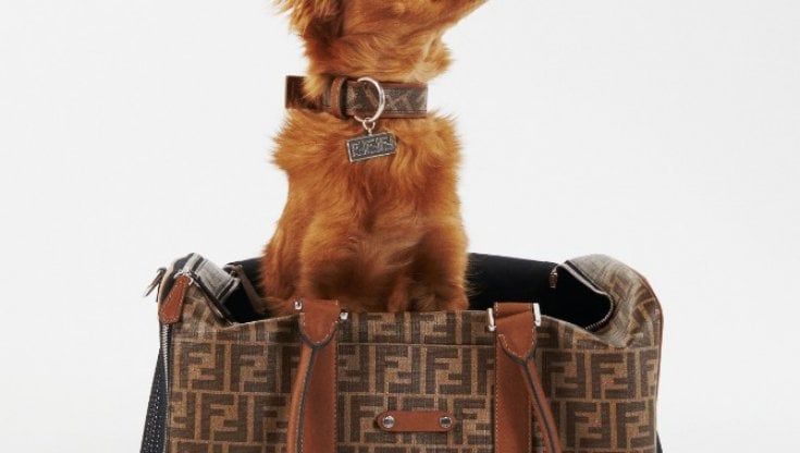 La linea firmata dedicata ai pet lovers