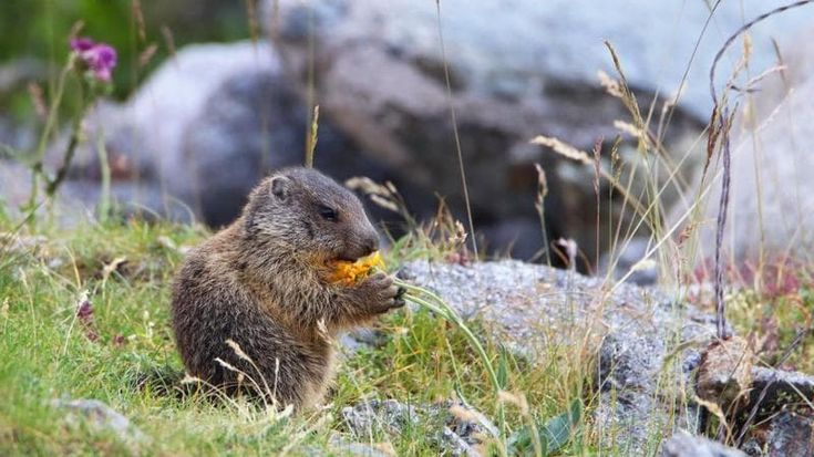 Sulle Alpi Lombarde rododendri a 3.400 metri e marmotte in letargo corto: è l’effetto climate change