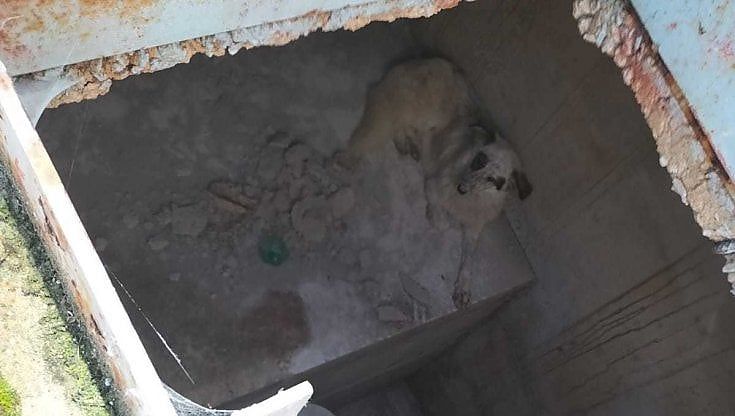 San Severo, salvata cagnolina intrappolata per giorni in un pozzo: qualcuno l'ha rinchiusa dentro senza acqua nè cibo