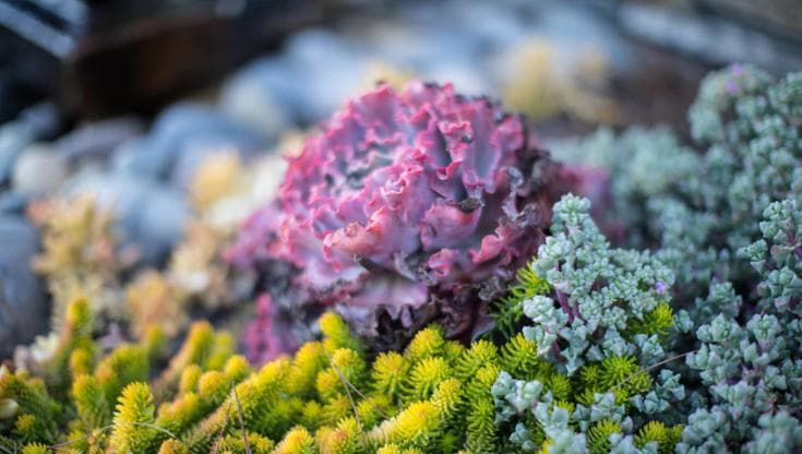 Il 16% delle specie vegetali potrebbero estinguersi entro la fine del secolo