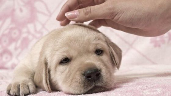 Catania, Siracusa, Trapani, Agrigento: in Sicilia è emergenza cani uccisi