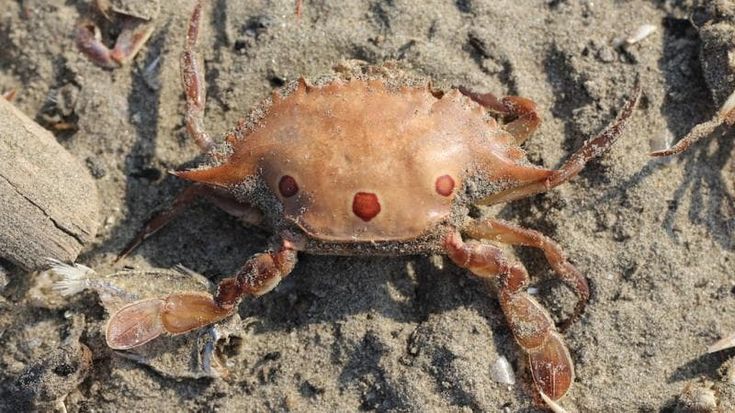 Il messaggio triste del granchio in bottiglia. Quando la spazzatura diventa la casa degli animali
