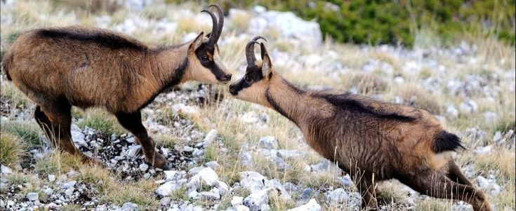 Sono tornati i camosci, l'Appennino si ripopola
