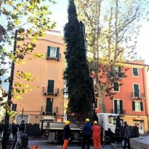 Ponte Morandi, è arrivato l'albero di Natale della Val di Fiemme