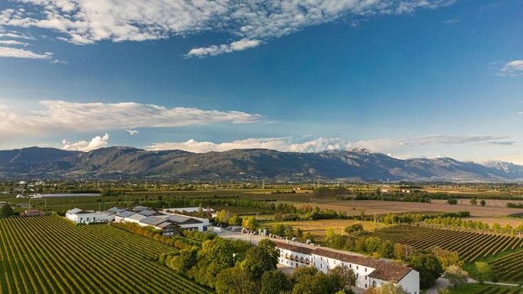 Bottega, l’imprenditore del vino: “Il taglio Irpef non basta, diamo noi 1.250 euro ai dipendenti”