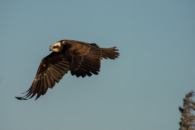 Regi Lagni, il volo del falco di palude 