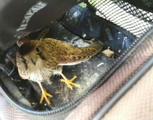 Ischia, il gheppio ferito viaggia in aliscafo