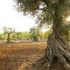 Allarme crisi climatica, con la guida di Slow Food l’olivicoltura punta sulla qualità e corre ai ripari