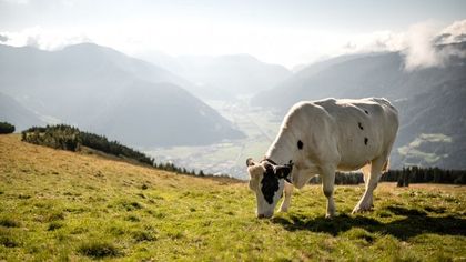 Vipiteno e Valle Isarco: lo spettacolo della natura tra malghe, rapaci e antiche leggende