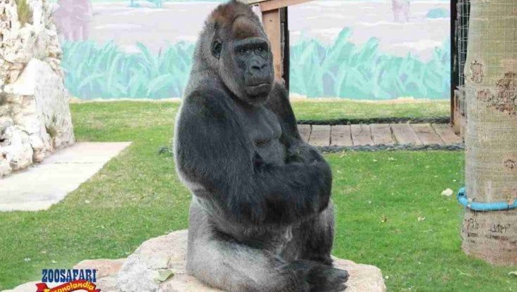 Cinquantamila firme per liberare il 'gorilla triste', l'appello degli animalisti allo Zoo Safari: "E' anziano, merita di non morire così"