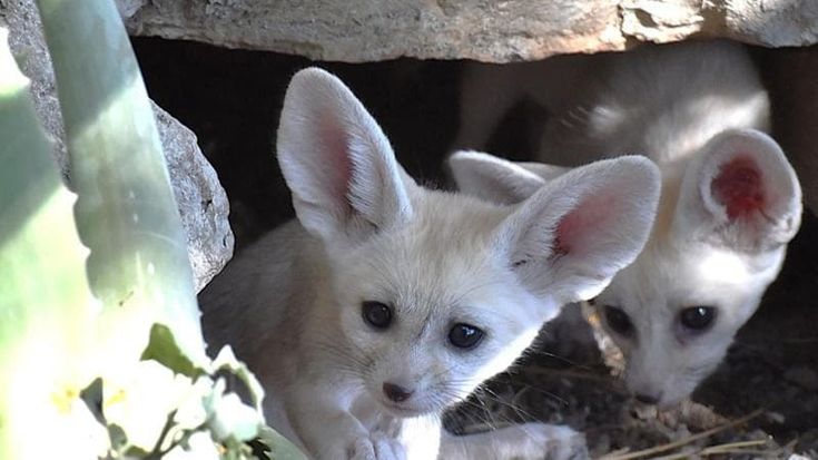 Cinque cuccioli di fennec nati al Bioparco di Roma: sono i canidi più piccoli al mondo