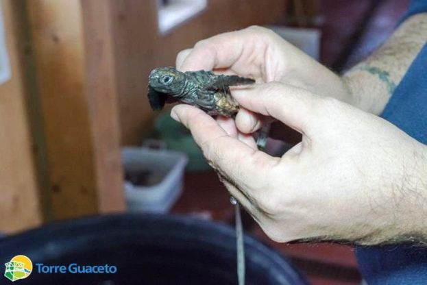 Torre Guaceto, due baby tartarughe salvate dal freddo