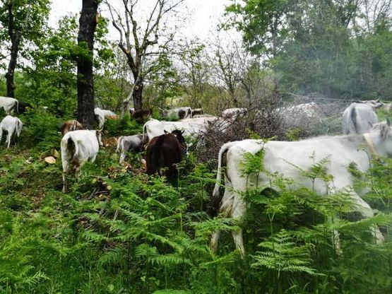  Nel Cilento va in scena la transumanza, festa in montagna con pastori e turisti