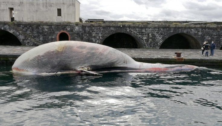 Balenottera morta a Sorrento, i risultati dell’autopsia: “Le dimensioni non sono compatibili con l’esemplare in video”
