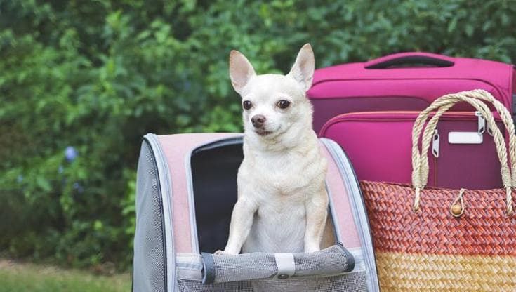 Ansia da rientro anche per i nostri animali: come affrontarla