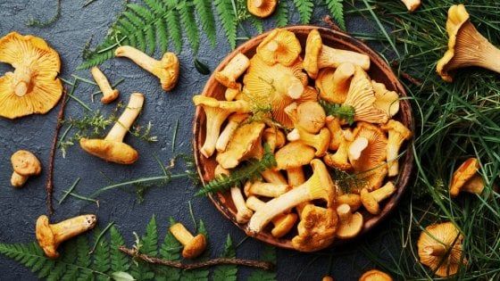 Con l'autunno arrivano i funghi: un decalogo (e tre app) per andare nei boschi
