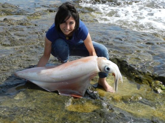 Totano gigante spiaggiato a Pozzallo<br />rimesso in mare dopo la fotografia
