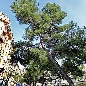 Inquinamento e asfalto: Alberi a rischio estinzione nella città dalle mille ferite 