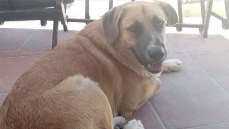 Avvelenato e ucciso Giotto, il cane di quartiere di Massafra: "Era coccolato da tutti, aiutateci a trovare chi è stato"