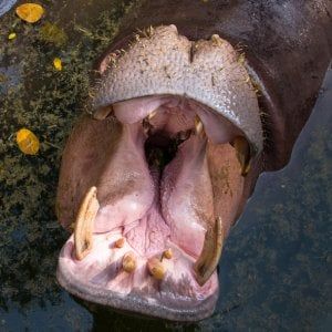 "Così si rischia l'estinzione". Ippopotami minacciati dal commercio dei denti