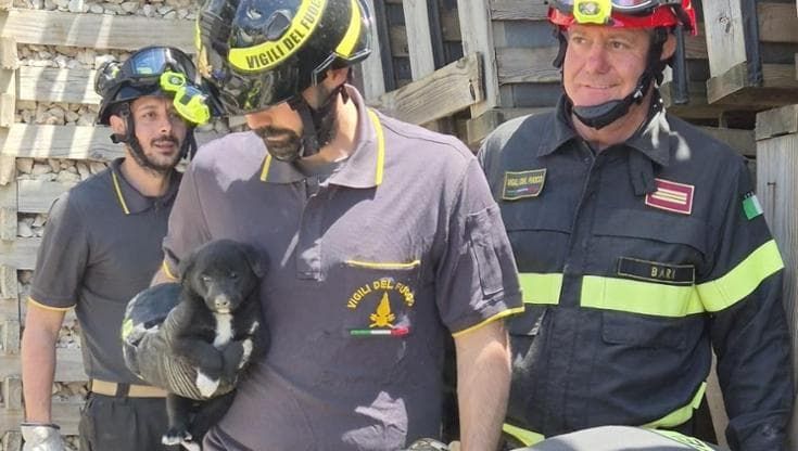 Tre cuccioli salvati dai vigili del fuoco: erano bloccati tra i pannelli antirumore della stazione