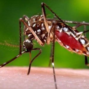 Zika, più virus con una sola puntura di zanzara