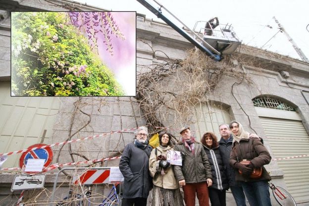 Milano, i residenti adottano il glicine piantato per amore 50 anni fa 