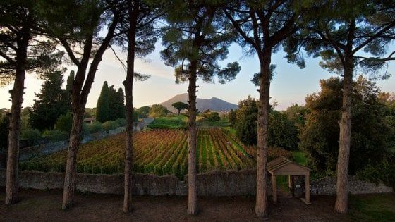 La vendemmia negli scavi di Pompei è la più bella del mondo (o poco ci manca)