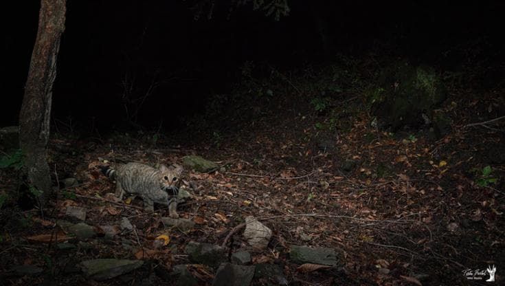 Il gatto selvatico europeo sta ripopolando l'Appennino Pistoiese: avvistamento all'Oasi Dynamo