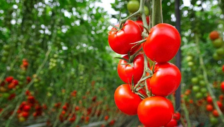7 trucchi per coltivare pomodori e ottenere un raccolto abbondante