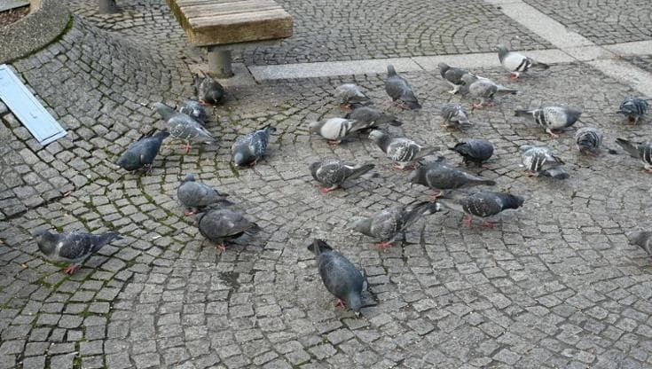La fauna che abita il pianeta diventa sempre più uniforme
