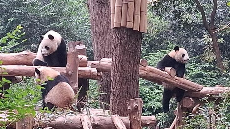 Cina, la diplomazia dei panda: due esemplari agli Usa in vista del viaggio di Trump a Pechino