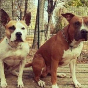 Oglianico, affida i suoi due cani a una pensione ma glieli restituiscono morti