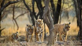 Il recupero di tigri, tonni e tartarughe

ci insegna che è ancora possibile salvare la biodiversità