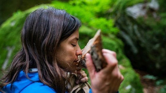 Sostenibilità, nascono gli spirits da foraging conservativo