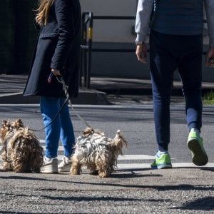 Enpa: "Smettete di chiedere cani in adozione, che cosa farete quando l'emergenza finisce?"