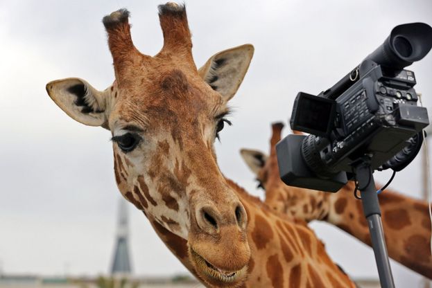 Guarda l'obiettivo:<br />quasi un selfie per gli animali
