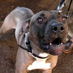 San Vito Lo Capo, pitbull azzanna e uccide un cagnolino: ferita alla mano la padrona