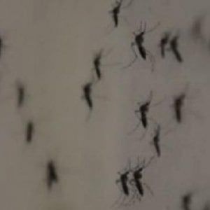 Chikungunya, Montanari: "Focolaio non è Roma, noi danneggiati da altri comuni"