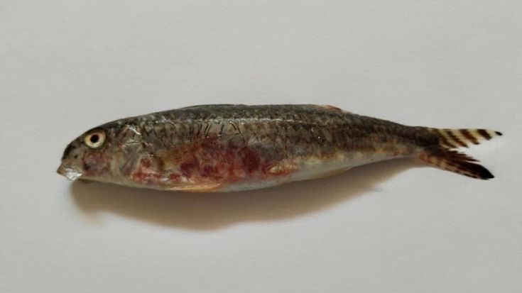 Triglia “aliena” pescata tra Torre del Greco ed Ercolano: “Per la prima volta nel Tirreno”