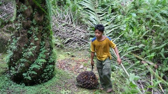 Olio di palma, Amnesty denuncia: dietro i marchi più noti diritti umani calpestati