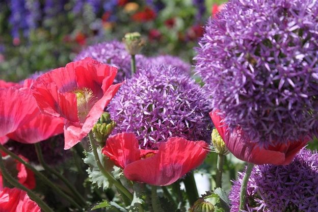A Castellarano arriva Borgo Plantarum, piante insolite tutte da scoprire